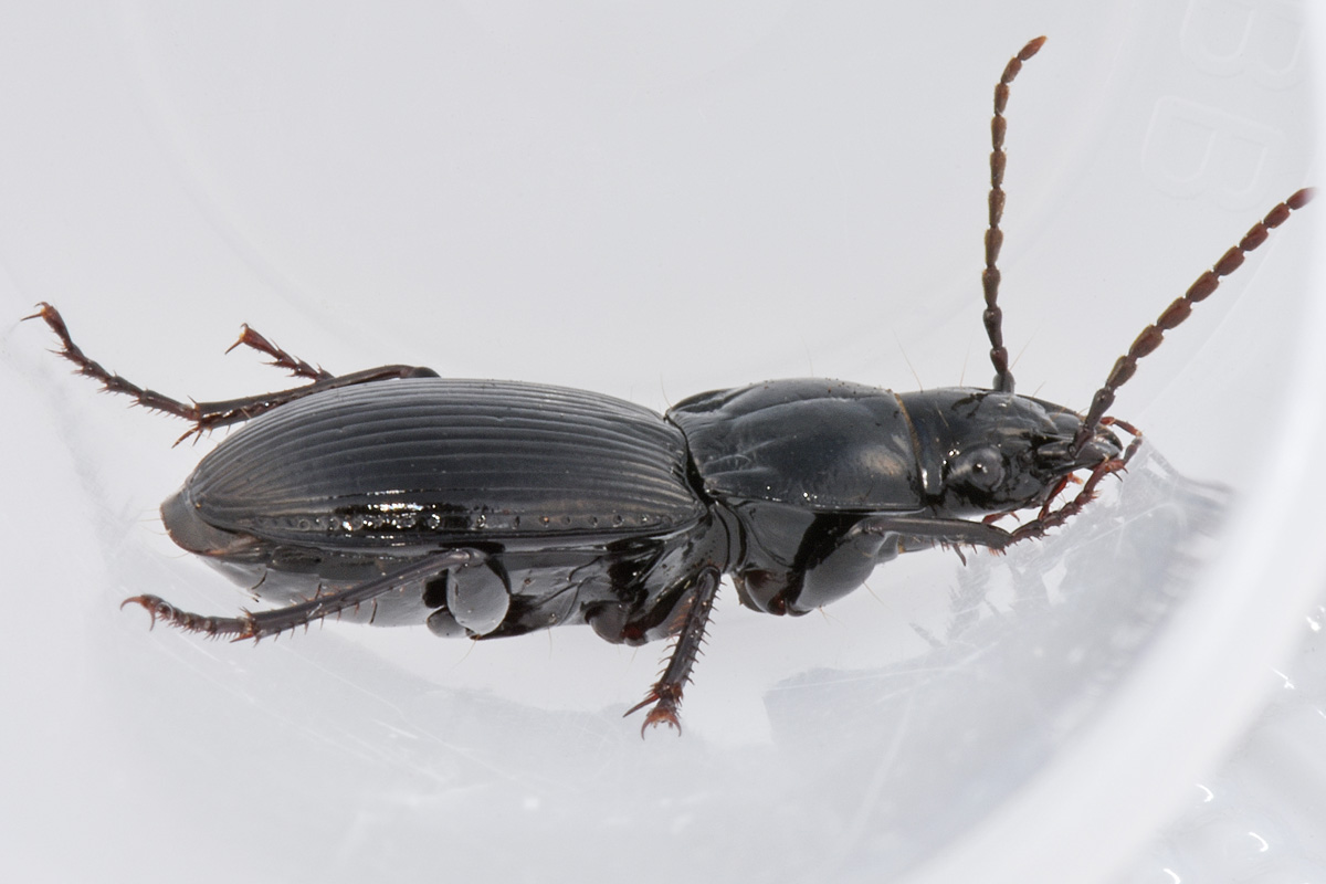 Carabidae: Pterostichus melas?  S, femmina